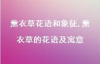薰衣草的花语及寓意(100句) 薰衣草的花语及寓意(100句)