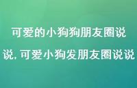 可爱小狗发朋友圈说说(100句) 可爱小狗发朋友圈说说(100句)
