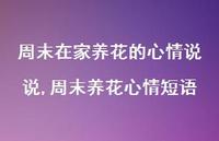 周末养花心情短语(100句)