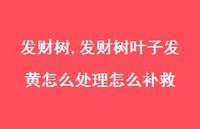 发财树叶子发黄怎么处理怎么补救(100句)
