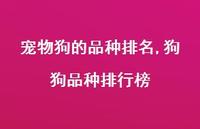 狗狗品种排行榜【精选100句】 狗狗品种排行榜【精选100句】
