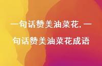 一句话赞美油菜花成语【100句文案精选】