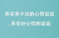 养花好心情的说说(100句)