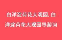 白洋淀荷花大观园导游词【100句文案精选】