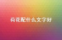 荷花配什么文字好38句汇总 荷花配什么文字好38句汇总