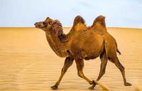 眼睫毛增长的错误做法有哪些？骆驼在沙漠中为什么不迷眼睛？