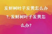 发财树叶子发黄怎么办?(100句) 发财树叶子发黄怎么办?(100句)