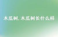 木瓜树长什么样【100句文案精选】 木瓜树长什么样【100句文案精选】