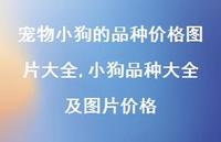 小狗品种大全及图片价格【精选100句】 小狗品种大全及图片价格【精选100句】