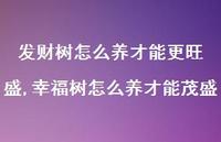 幸福树怎么养才能茂盛(100句)