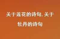 关于牡丹的诗句【精品文案100句】 关于牡丹的诗句【精品文案100句】