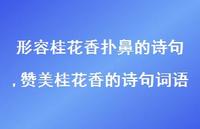 赞美桂花香的诗句词语【精品文案100句】 赞美桂花香的诗句词语【精品文案100句】