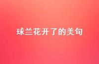 球兰花开了的美句【100句精选短句合集】
