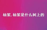 杨絮是什么树上的【精品文案100句】