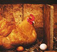 谣言不可理喻，妨碍共同富裕，蜂王浆是个好东西，妇女儿童都能吃