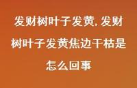 发财树叶子发黄焦边干枯是怎么回事(100句) 发财树叶子发黄焦边干枯是怎么回事(100句)