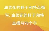 油菜花的样子和特点描写20个字【精品文案100句】