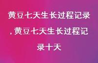 黄豆七天生长过程记录十天【精品文案100句】 黄豆七天生长过程记录十天【精品文案100句】