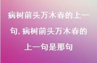 病树前头万木春的上一句是那句【100句文案精选】