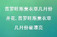 普罗旺斯薰衣草几月份最漂亮(100句)