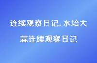 水培大蒜连续观察日记【100句文案精选】 水培大蒜连续观察日记【100句文案精选】