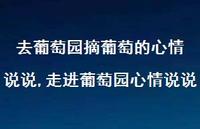 走进葡萄园心情说说【精选100句】 走进葡萄园心情说说【精选100句】