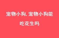 宠物小狗能吃花生吗【精选100句】 宠物小狗能吃花生吗【精选100句】