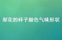 梨花的样子颜色气味形状40句汇总 梨花的样子颜色气味形状40句汇总