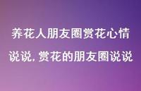 赏花的朋友圈说说(100句)