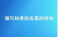 描写枯萎的莲蓬的诗句(精选38句)