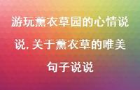 关于薰衣草的唯美句子说说(100句)