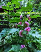 奇痒无比可有良方？（草儿的碎碎念）（原创）