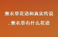 薰衣草有什么花语(100句) 薰衣草有什么花语(100句)