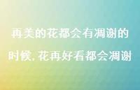 花再好看都会凋谢(100句) 花再好看都会凋谢(100句)