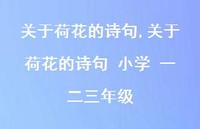 关于荷花的诗句 小学 一二三年级【精品文案100句】 关于荷花的诗句 小学 一二三年级【精品文案100句】