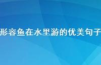 形容鱼在水里游的优美句子(精选58句)