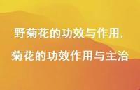 菊花的功效作用与主治【100句文案精选】