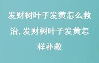 发财树叶子发黄怎样补救(100句) 发财树叶子发黄怎样补救(100句)