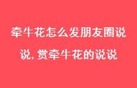 赏牵牛花的说说(100句)