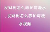 发财树怎么养护与浇水视频(100句)