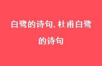 杜甫白鹭的诗句【100句文案精选】 杜甫白鹭的诗句【100句文案精选】