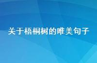 关于梧桐树的唯美句子37句汇总 关于梧桐树的唯美句子37句汇总