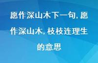 愿作深山木,枝枝连理生的意思【100句文案精选】