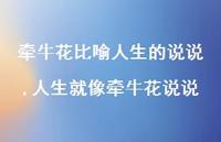 人生就像牵牛花说说(100句)