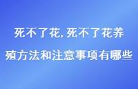 死不了花养殖方法和注意事项有哪些【97句文案精选】