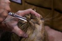 你尝试过给你的小猫咪化妆吗？颤抖吧，猫也会变脸了！