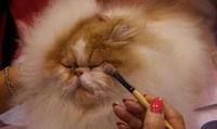 你尝试过给你的小猫咪化妆吗？颤抖吧，猫也会变脸了！
