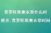 普罗旺斯薰衣草时间(100句) 普罗旺斯薰衣草时间(100句)