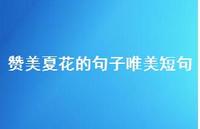 赞美夏花的句子唯美短句【100句精选短句合集】 赞美夏花的句子唯美短句【100句精选短句合集】