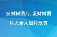 发财树图片大全大图片欣赏(100句) 发财树图片大全大图片欣赏(100句)